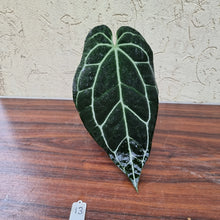 Load image into Gallery viewer, #13 Dark Anthurium Crystallinum x