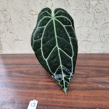 Load image into Gallery viewer, #13 Dark Anthurium Crystallinum x