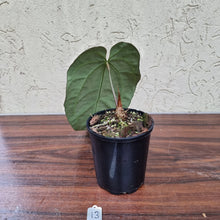 Load image into Gallery viewer, #13 Dark Anthurium Crystallinum x