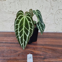Load image into Gallery viewer, #45 Dark Anthurium Crystallinum x