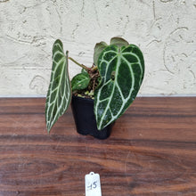 Load image into Gallery viewer, #45 Dark Anthurium Crystallinum x