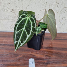 Load image into Gallery viewer, #45 Dark Anthurium Crystallinum x