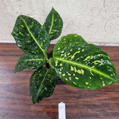 #10 Dieffenbachia Reflector