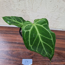 Load image into Gallery viewer, #59 Anthurium Magnificum Hybrid x