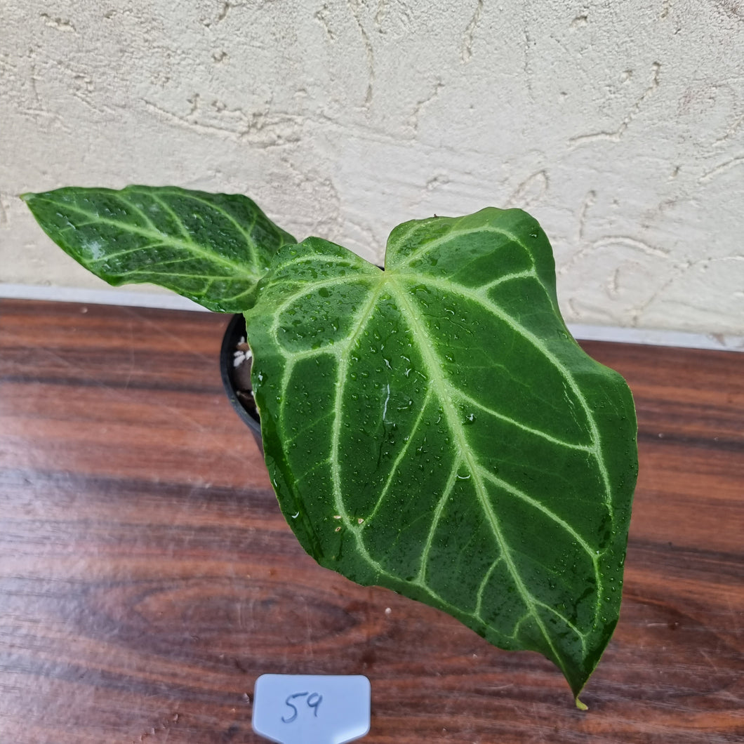 #59 Anthurium Magnificum Hybrid x