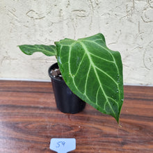 Load image into Gallery viewer, #59 Anthurium Magnificum Hybrid x