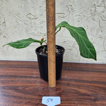Load image into Gallery viewer, #59 Anthurium Magnificum Hybrid x