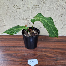 Load image into Gallery viewer, #59 Anthurium Magnificum Hybrid x
