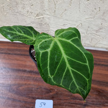 Load image into Gallery viewer, #59 Anthurium Magnificum Hybrid x