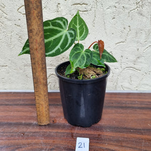 #21 Anthurium Magnificum - Pure