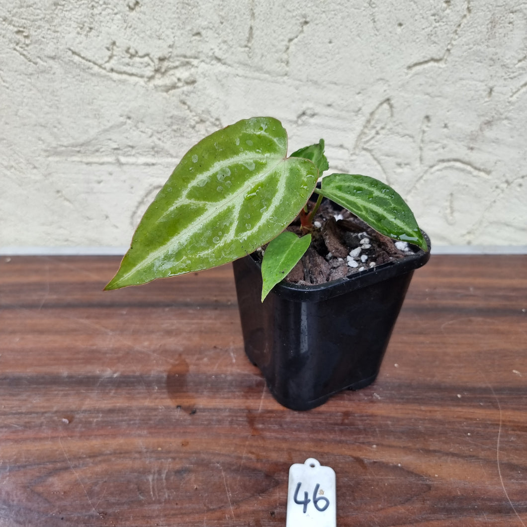 #46 Anthurium Magnificum Hybrid x