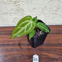 Load image into Gallery viewer, #46 Anthurium Magnificum Hybrid x