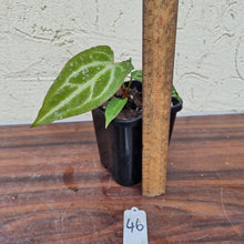 Load image into Gallery viewer, #46 Anthurium Magnificum Hybrid x
