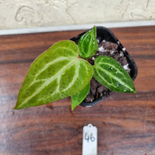 Load image into Gallery viewer, #46 Anthurium Magnificum Hybrid x