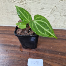Load image into Gallery viewer, #107 Anthurium Magnificum Hybrid x