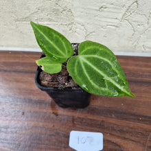 Load image into Gallery viewer, #107 Anthurium Magnificum Hybrid x