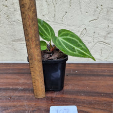 Load image into Gallery viewer, #107 Anthurium Magnificum Hybrid x