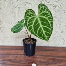 Load image into Gallery viewer, #5 Anthurium Magnificum - Pure