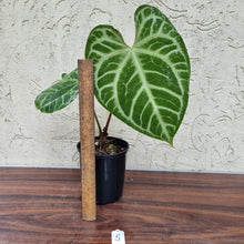 Load image into Gallery viewer, #5 Anthurium Magnificum - Pure