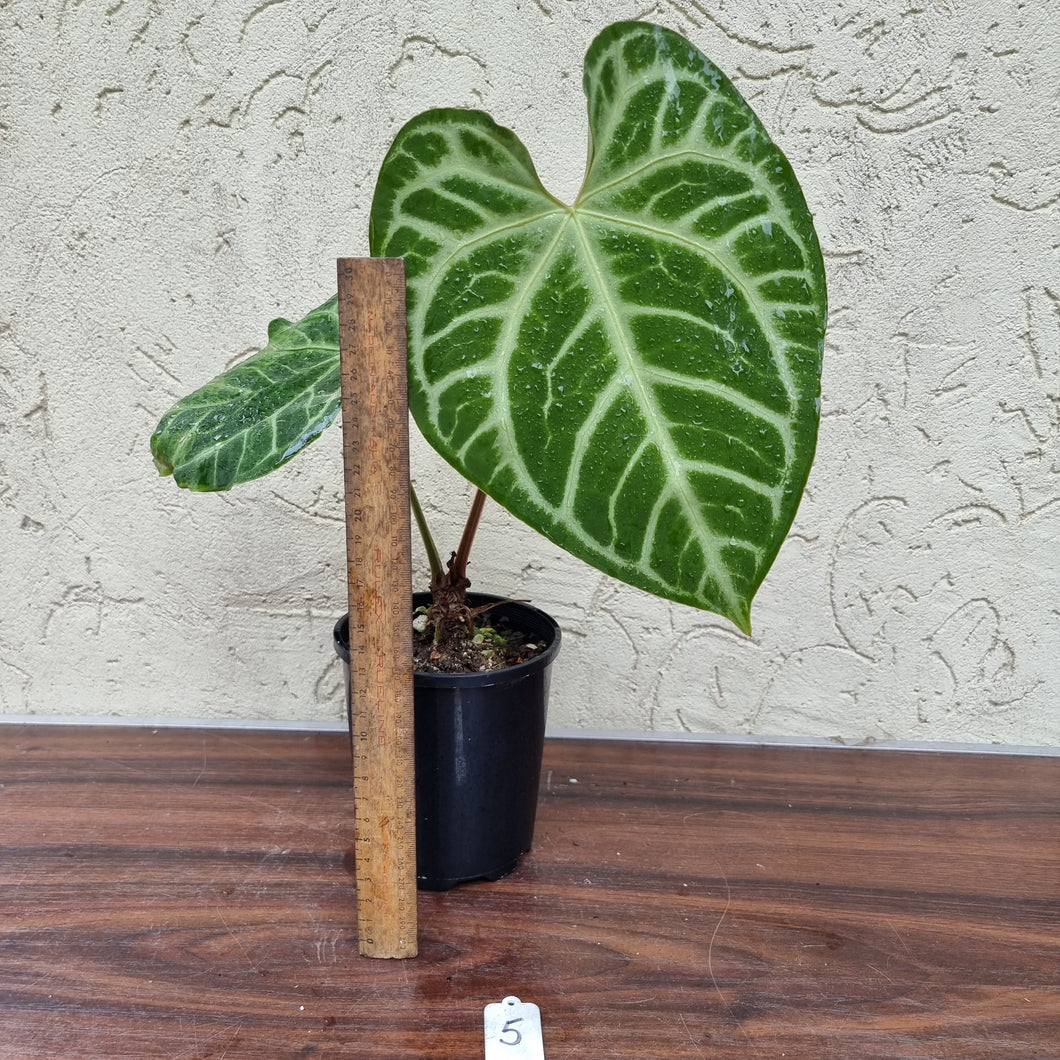 #5 Anthurium Magnificum - Pure