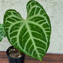 Load image into Gallery viewer, #5 Anthurium Magnificum - Pure