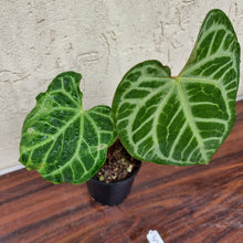 Load image into Gallery viewer, #5 Anthurium Magnificum - Pure