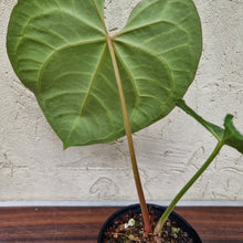 Load image into Gallery viewer, #5 Anthurium Magnificum - Pure