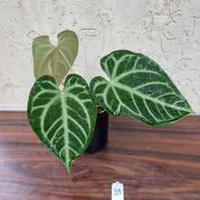 Load image into Gallery viewer, #39 Anthurium Magnificum - Pure - 2 x in pot