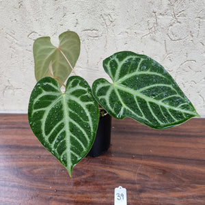 #39 Anthurium Magnificum - Pure - 2 x in pot