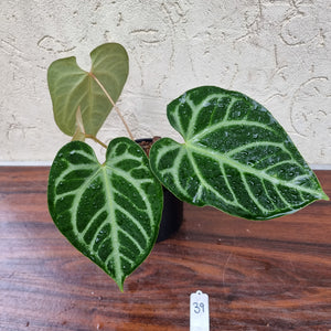 #39 Anthurium Magnificum - Pure - 2 x in pot