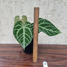 Load image into Gallery viewer, #39 Anthurium Magnificum - Pure - 2 x in pot