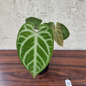 #39 Anthurium Magnificum - Pure - 2 x in pot