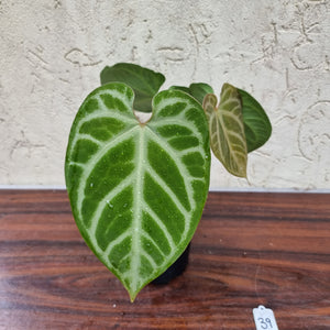 #39 Anthurium Magnificum - Pure - 2 x in pot