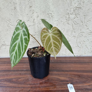 #39 Anthurium Magnificum - Pure - 2 x in pot