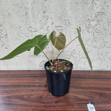 Load image into Gallery viewer, #39 Anthurium Magnificum - Pure - 2 x in pot