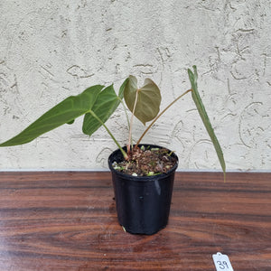 #39 Anthurium Magnificum - Pure - 2 x in pot