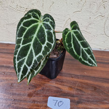 Load image into Gallery viewer, #70 Dark Anthurium Crystallinum x
