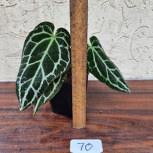 Load image into Gallery viewer, #70 Dark Anthurium Crystallinum x