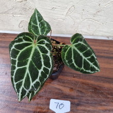 Load image into Gallery viewer, #70 Dark Anthurium Crystallinum x
