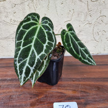 Load image into Gallery viewer, #70 Dark Anthurium Crystallinum x