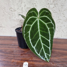 Load image into Gallery viewer, #33 Dark Anthurium Crystallinum x