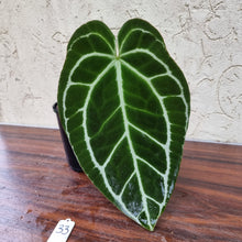 Load image into Gallery viewer, #33 Dark Anthurium Crystallinum x