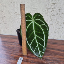 Load image into Gallery viewer, #33 Dark Anthurium Crystallinum x