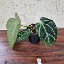 Load image into Gallery viewer, #33 Dark Anthurium Crystallinum x