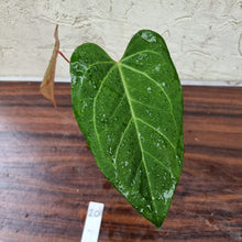 Load image into Gallery viewer, #20 Anthurium Magnificum Hybrid x