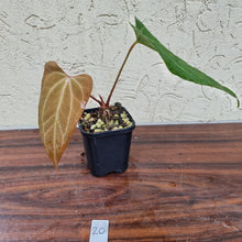 Load image into Gallery viewer, #20 Anthurium Magnificum Hybrid x
