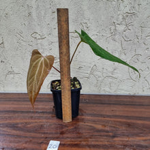 Load image into Gallery viewer, #20 Anthurium Magnificum Hybrid x
