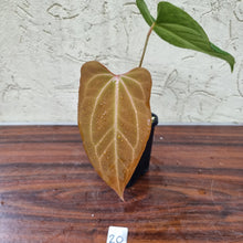 Load image into Gallery viewer, #20 Anthurium Magnificum Hybrid x