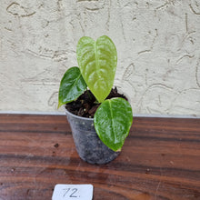 Load image into Gallery viewer, #72 Anthurium Veitchii Seedling -  Wide Form
