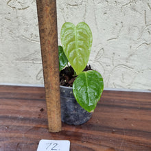 Load image into Gallery viewer, #72 Anthurium Veitchii Seedling -  Wide Form
